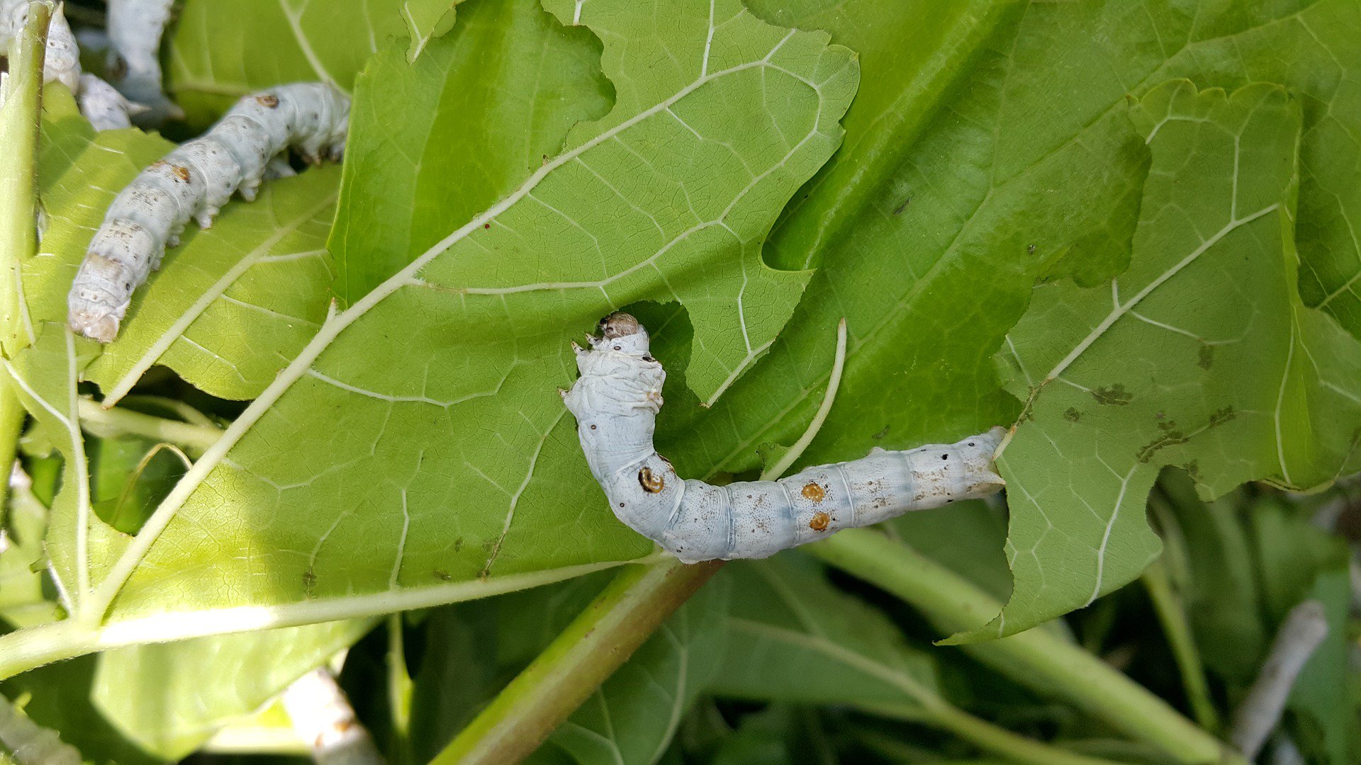 "silkworm image"